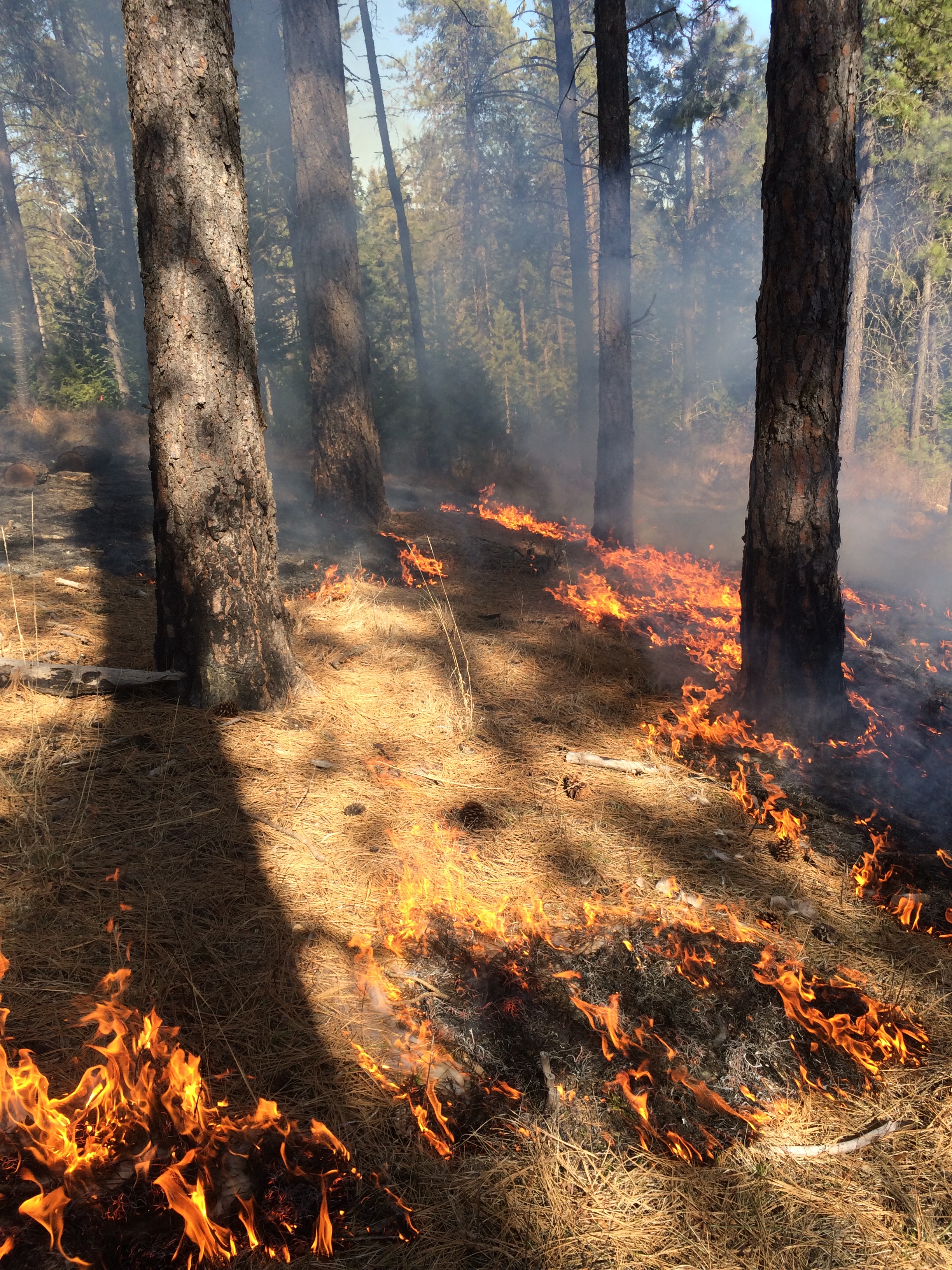 Example of a Controlled Burn